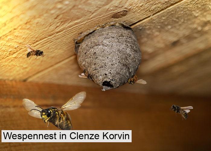 Wespennest in Clenze Korvin